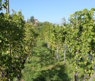 field/image/1431363234_vigneto.JPG