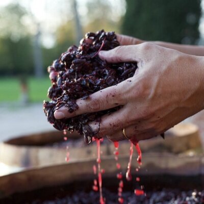 field/image/1431766980_uva vistorta merlot.jpg